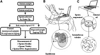 Study design and set-up for the exposure of human sperm to laptop