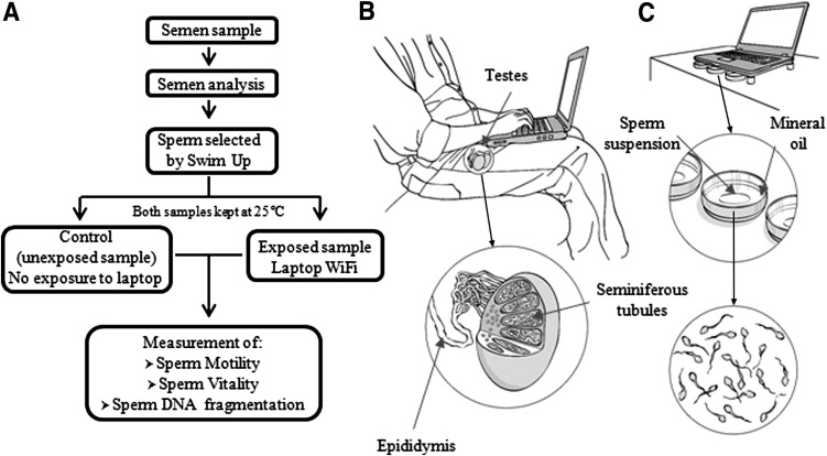 Study design and set-up for the exposure of human sperm to laptop